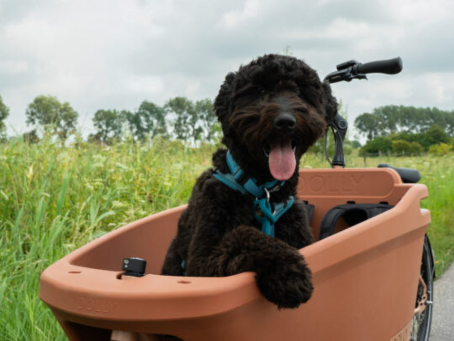 NEW | Dolly Joy | Bakfiets