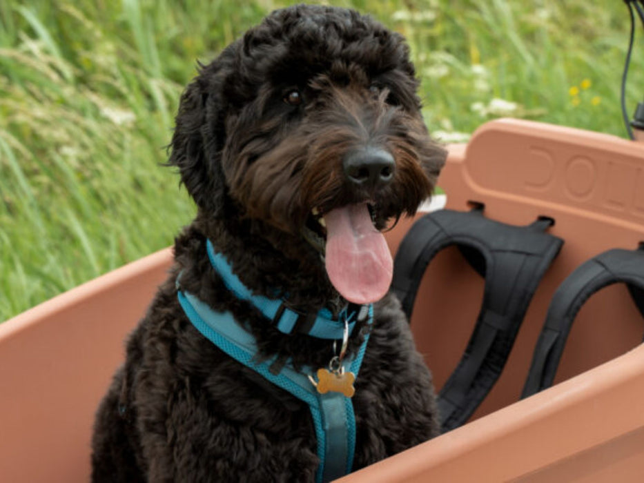 Hondenoog | Dolly